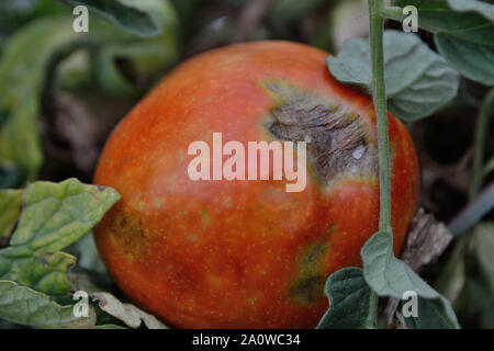 Late blight spreads of tomato fruit, Phytophthora infestans Stock Photo