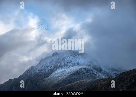 Stunning moody dramatic Winter landscape image of snowcapped Tryfan mountain in Snowdonia during stormy weather with birds flying high above Stock Photo