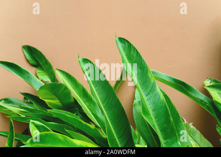 Tropical green leaves over beige brown painted concrete wall. Stock Photo
