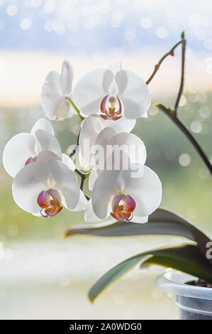 White blooming orchid on a window background. Raindrops on the glass. Close up. Stock Photo