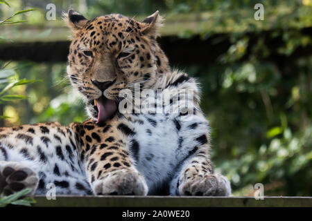 Amur leopard Stock Photo