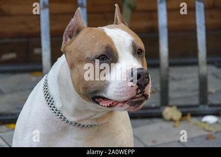 American pitbull fashion terrier dangerous