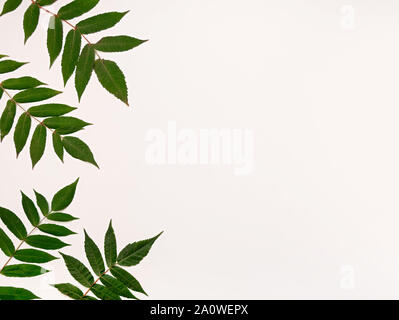 Pattern of green leaves on a white background. Close up. The concept of minimalism. Stock Photo