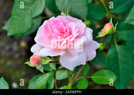 Single gentle pink rose with buds in the garden close up on blurred green leaves natural background. Beautiful fresh tender pink flower from roses gar Stock Photo