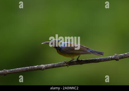 Brown-throated Sunbird is perching on branch.(Anthreptes malacensis) Stock Photo