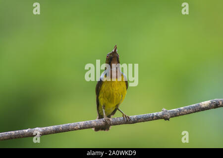 Brown-throated Sunbird is perching on branch.(Anthreptes malacensis) Stock Photo