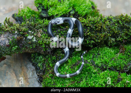 Malayan Banded Wolf Snake on tree in nature, or common bridle snake (Lycodon subcinctus) Stock Photo