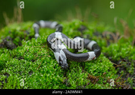 Malayan Banded Wolf Snake on tree in nature, or common bridle snake (Lycodon subcinctus) Stock Photo