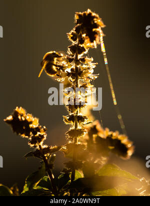Wentorf Bei Hamburg, Germany. 22nd Sep, 2019. In the warming autumn sun in a garden a bumblebee collects nectar on a still flowering basil plant. Credit: Ulrich Perrey/dpa/Alamy Live News