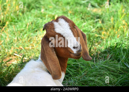 Portrait of a brown-white Boer goat, looking back. Stock Photo