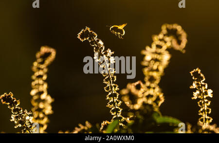 Wentorf Bei Hamburg, Germany. 22nd Sep, 2019. In the warming autumn sun in a garden, a bumblebee flies in search of nectar over a still flowering basil plant. Credit: Ulrich Perrey/dpa/Alamy Live News
