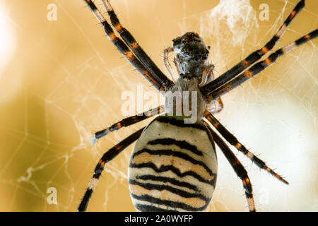 Spider in the web with the victim close-up Stock Photo