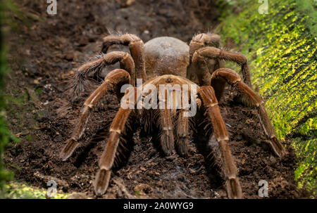 Brown tarantula spider closeup Stock Photo