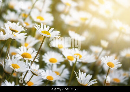 Daisies in the sunshine. A closeup of a meadow of daisies with sunlight and space for text. Selective focus on one prominent flower. Stock Photo