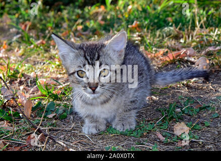 Grey tabby kitten sitting on ground and making making eye contact, close up frontal view Stock Photo