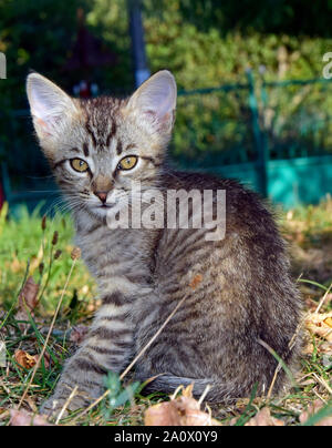 Mackerel tabby kitten sitting on turf , green background Stock Photo