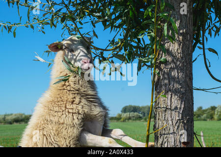 Dutch Sheep climbs a tree to eat leaves Stock Photo