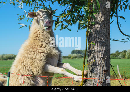 Dutch Sheep climbs a tree to eat leaves Stock Photo