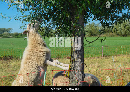 Dutch Sheep climbs a tree to eat leaves Stock Photo