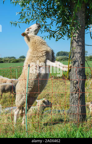 Dutch Sheep climbs a tree to eat leaves Stock Photo