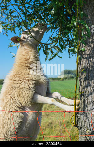 Dutch Sheep climbs a tree to eat leaves Stock Photo