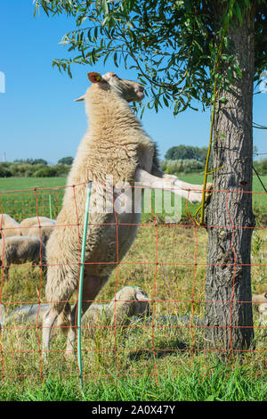 Dutch Sheep climbs a tree to eat leaves Stock Photo