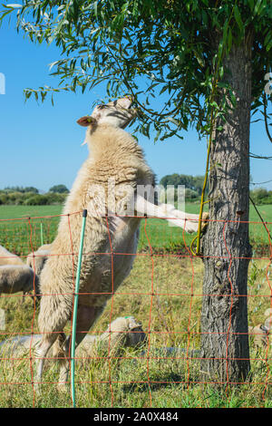 Dutch Sheep climbs a tree to eat leaves Stock Photo