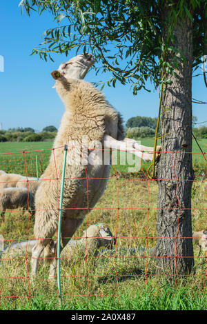 Dutch Sheep climbs a tree to eat leaves Stock Photo