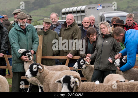 Judging Swaledale sheep, Muker Show, Swaledale, North Yorkshire, September 2019. Muker Show is one of the main UK Swaledale sheep shows. Stock Photo