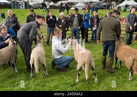 Judging Swaledale sheep, Muker Show, Swaledale, North Yorkshire, September 2019. Muker Show is one of the main UK Swaledale sheep shows. Stock Photo