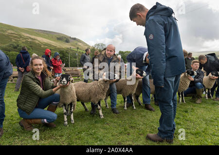 Judging Swaledale sheep, Muker Show, Swaledale, North Yorkshire, September 2019. Muker Show is one of the main UK Swaledale sheep shows. Stock Photo