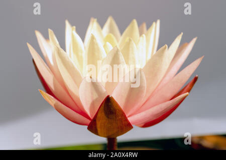 Water lily 'Sunny Pink' with a piece of card placed behind the flower to give a plain background, UK. Stock Photo