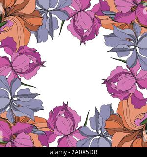 Vector Iris floral botanical flowers. Wild spring leaf wildflower isolated. Black and white engraved ink art. Frame border ornament square on white ba Stock Vector