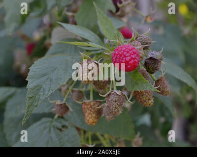 European red raspberry, Rubus idaeus Stock Photo