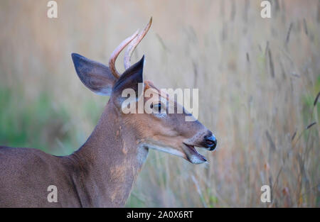 A young White-tailed deer buck in the early morning light in summer in Canada Stock Photo