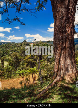 Tropical highland landscape, Cameron Highlands, Malaysia, Tree ferns, Cyathea sp. Stock Photo