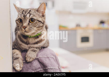 Portrait of a pretty cat is sitting on a sofa. Stock Photo