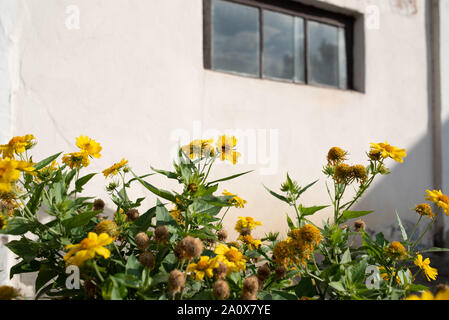 White wall with a window and Yellow flowers on a sunny day early autumn.Yellow flowers on a white building background Stock Photo