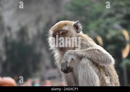 Portrait of a crab-eating macaque Macaca fascicularis, also known as the long-tailed macaque at the staircases of Batu Caves in Malaysia Stock Photo