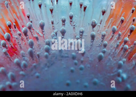 Frozen Air Bubbles Suspended in Front of Frozen Flower Back lit Stock Photo