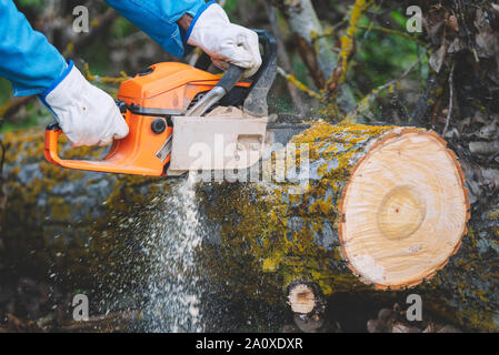 Close up of a lumberjack cutting old wood with a chainsaw . Stock Photo