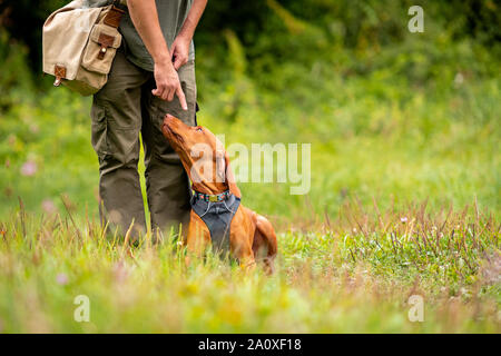 Beautiful Hungarian Vizsla puppy and its owner during obedience training outdoors. Lay down command. Stock Photo