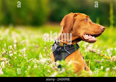 Cute happy smiling vizsla puppy enjoying walk through meadow full of flowers. Happy dog portrait outdoors. Stock Photo