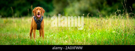 Gorgeous magyar vizsla puppy wearing dog harness standing in a middle of a meadow. Dog portrait outdoors banner. Stock Photo