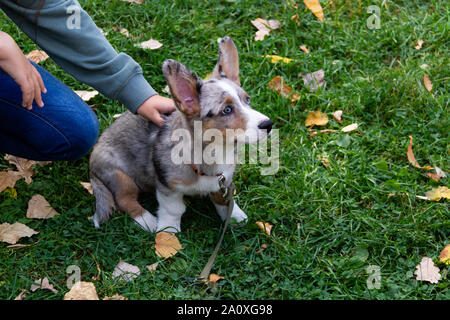 Welsh Corgi cardigan. This is the Forest Corgi. According to legend, the Corgi served the forest elves. Proof of this is the shape of the saddle on th Stock Photo
