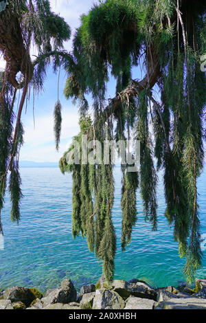 View of a Weeping Giant Sequoia tree (sequoiadendron giganteum pendulum) Stock Photo