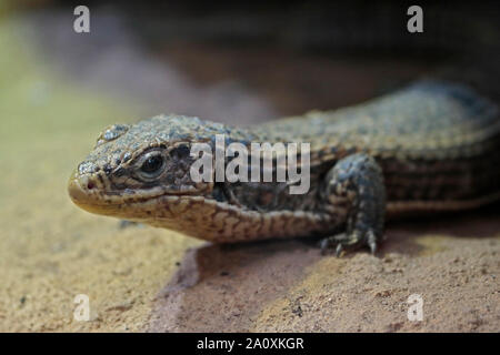 Sudan Plated Lizard (gerrhosaurus major) Stock Photo