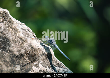 Dragonfly on a rock Stock Photo