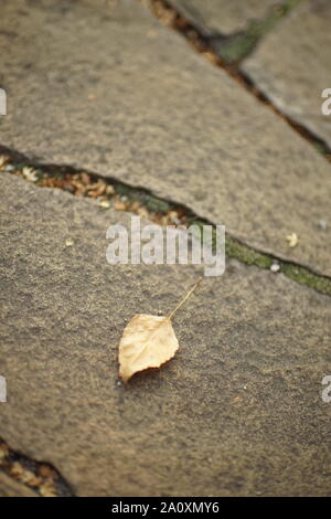 dry brown birch tree leaf on the wild stone floor outdoor. Stock Photo
