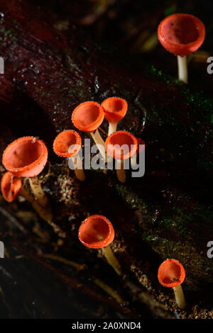 Fungi cup red Mushroom Champagne Cup or Pink burn cup,Tarzetta Rosea ( Rea) Dennis (Pyronemataceae),Found in the rain forests of central Thailand. Stock Photo